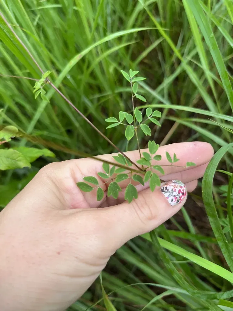 Littleleaf Meadow-rue