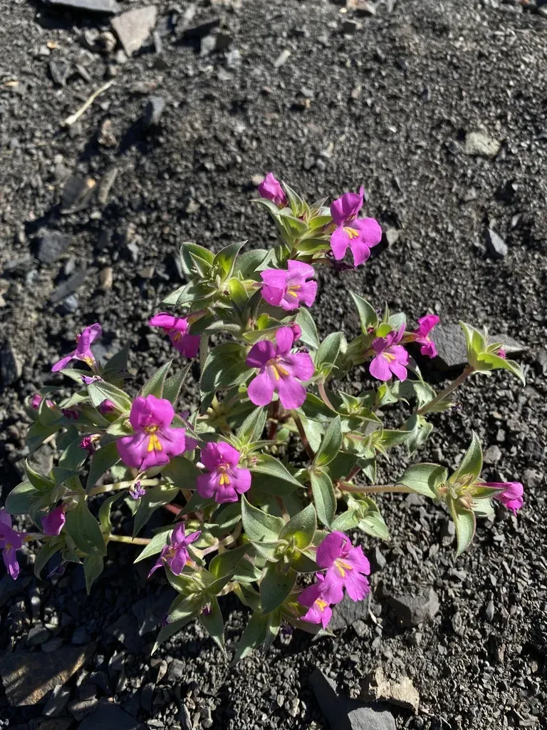 Nesom's Monkeyflower