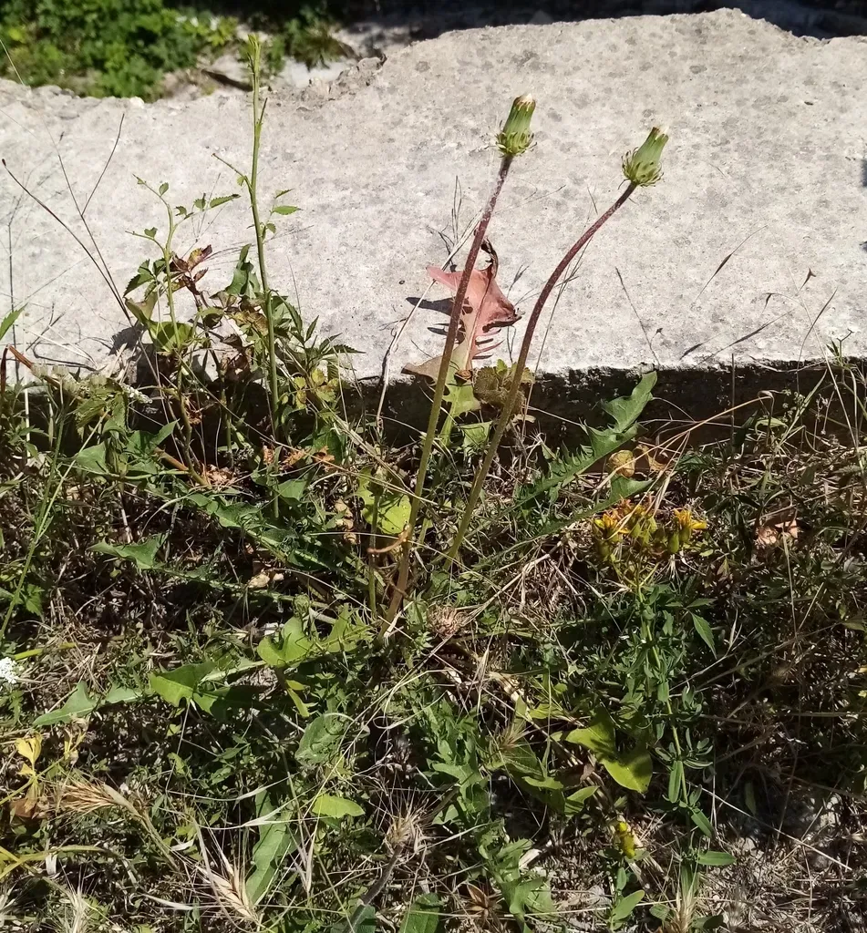 Taraxacum Stenocephalum