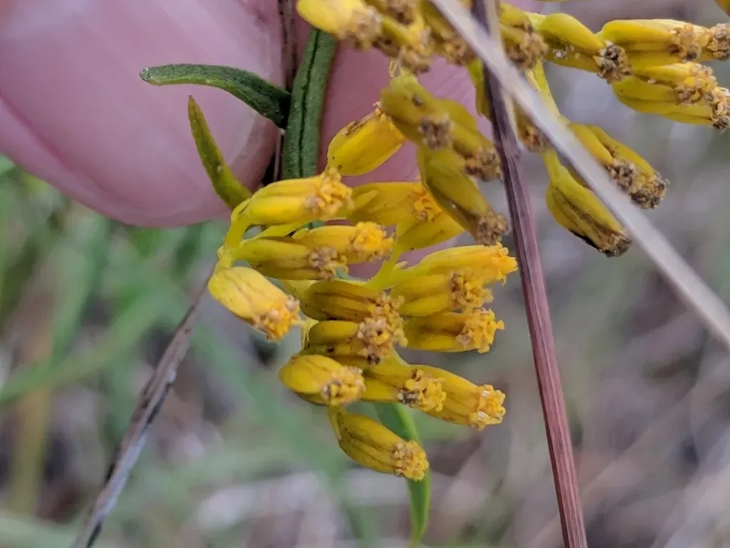 Narrowleaf Yellowtops