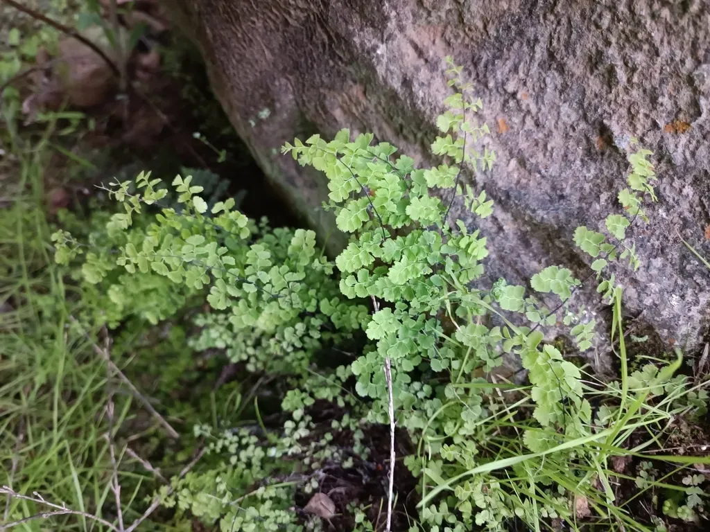 Adiantum Excisum