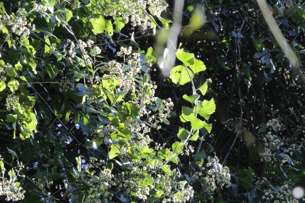 Distephanus Anisochaetoides