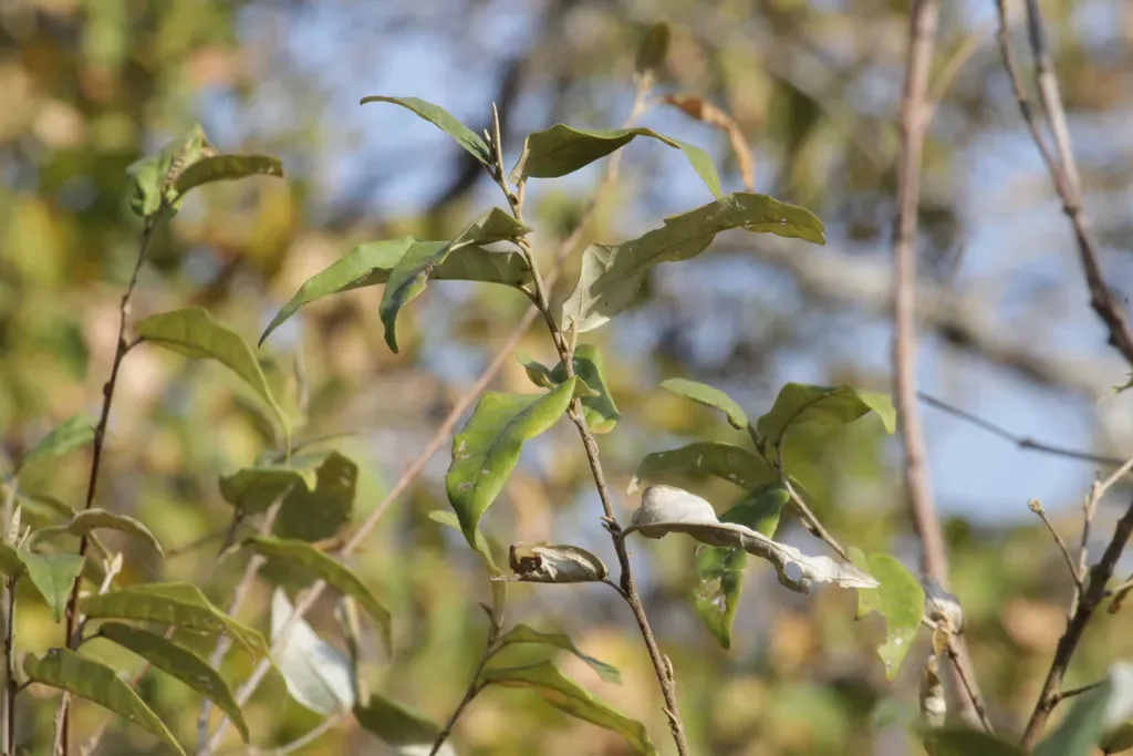 Rough-leaved Feverberry