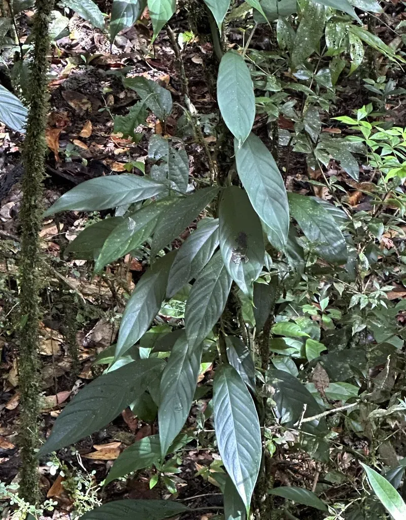 Rhaphidophora Petrieana