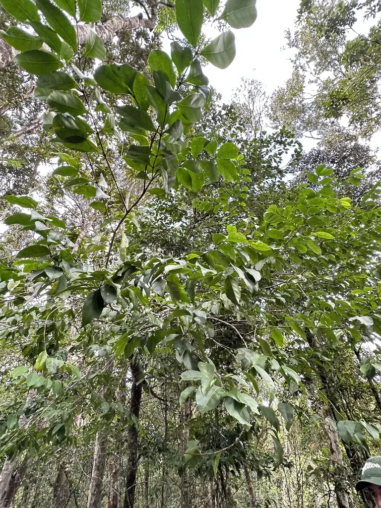 Cyclophyllum Protractum