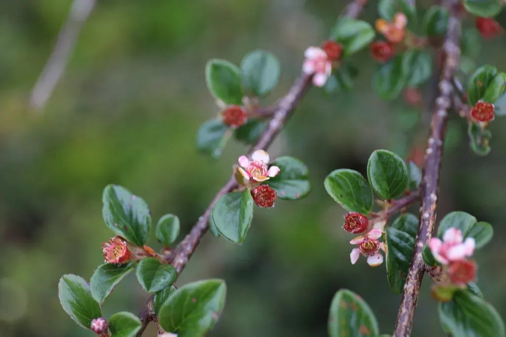 Cotoneaster Rosiflorus