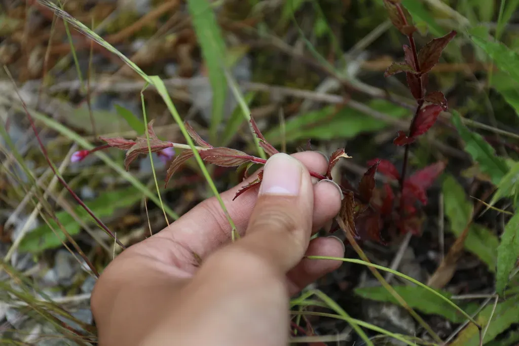 Epilobium Hohuanense