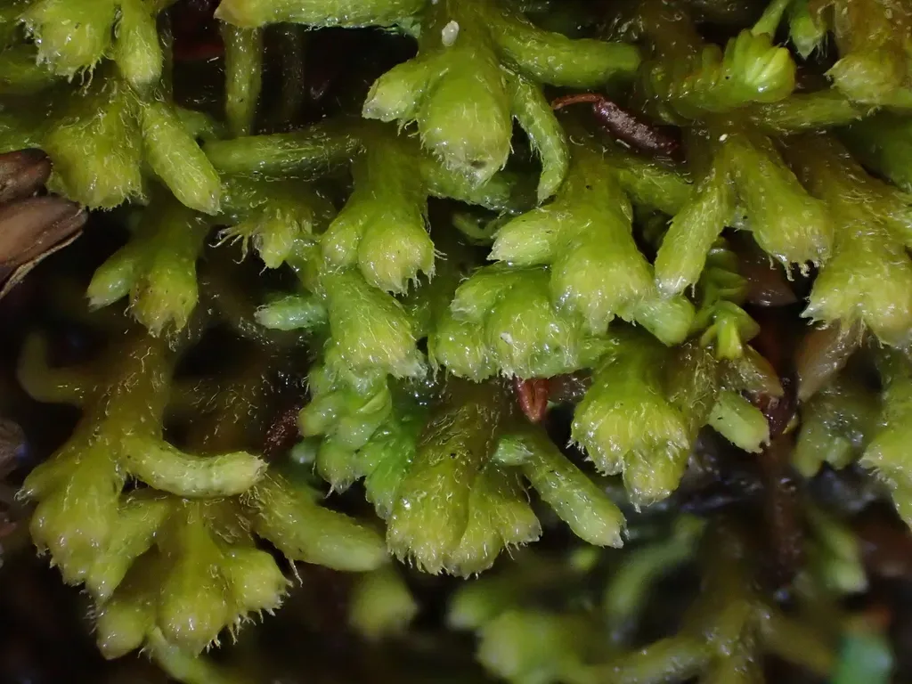 Lepicolea Ochroleuca