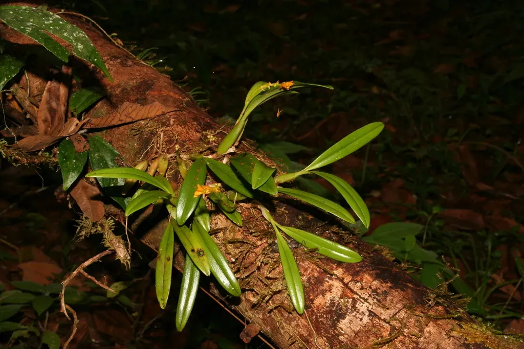 Bulbophyllum Auriflorum