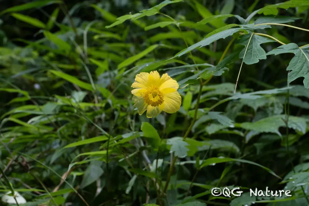 Cathcartia Chelidoniifolia