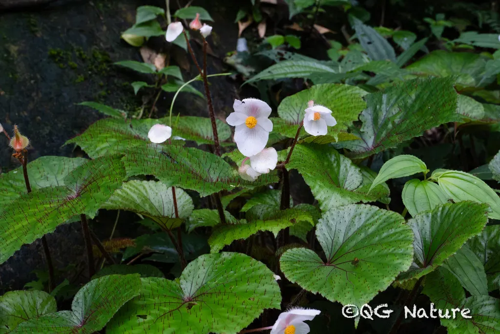 Begonia Limprichtii