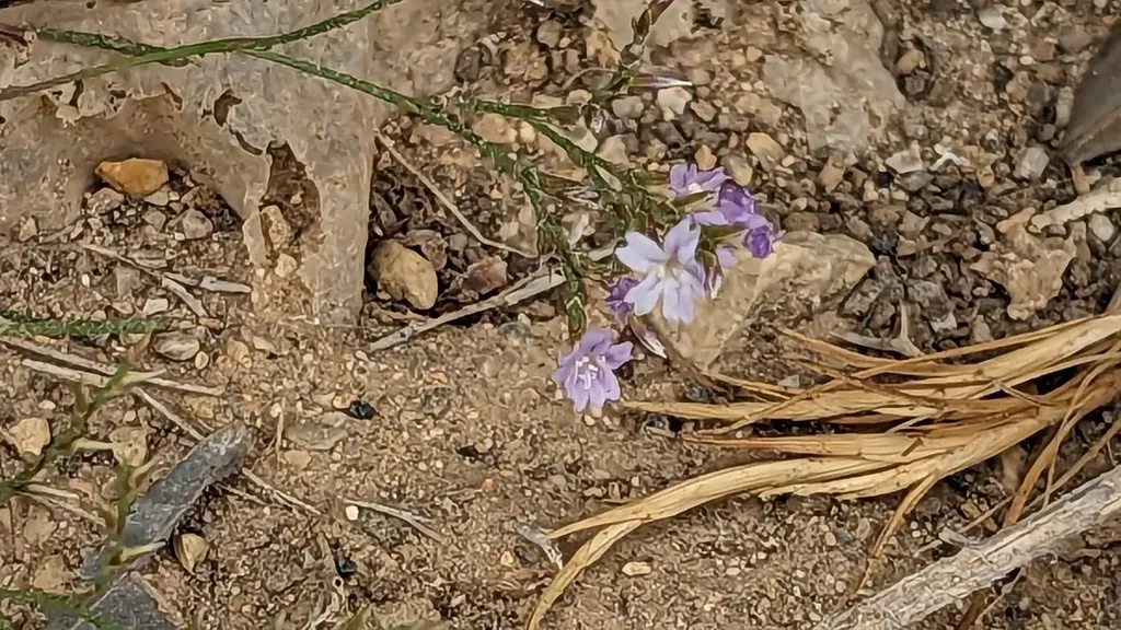 Limonium Minutum