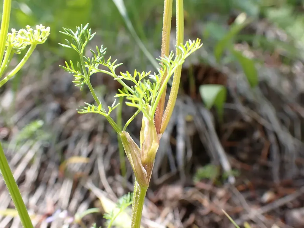 Sandberg's Desert-parsley