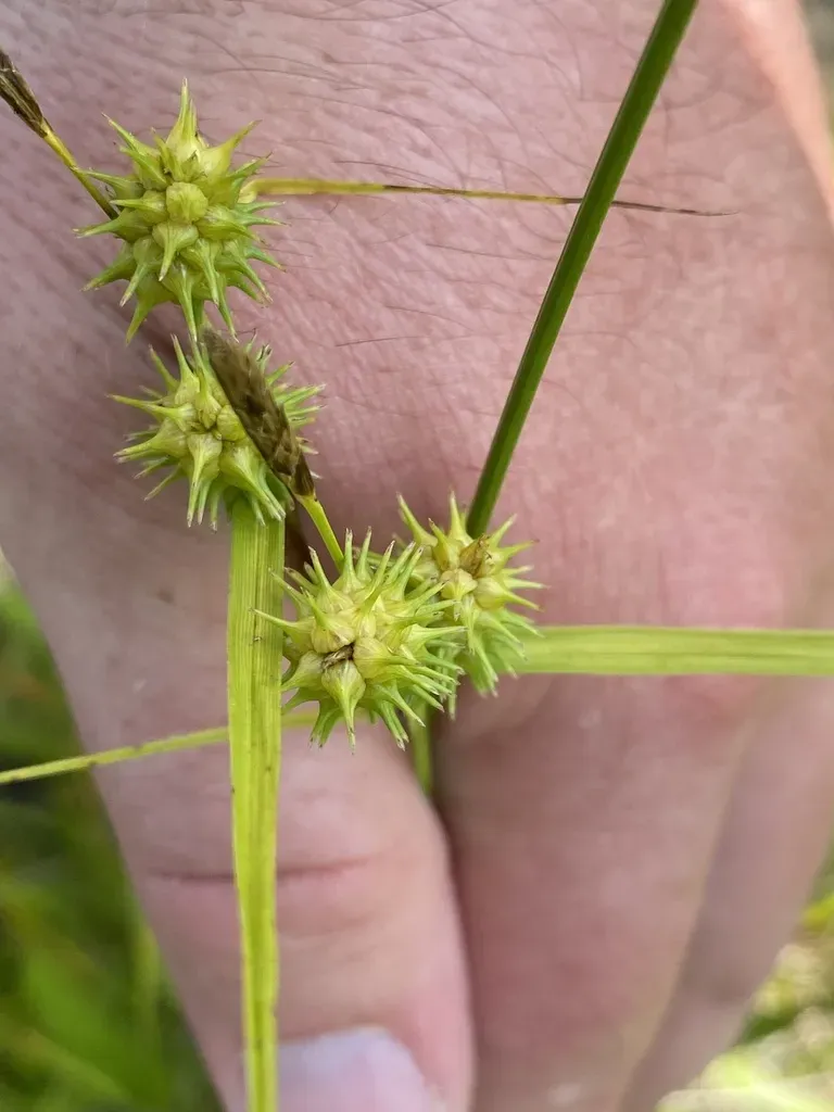 Greenstar Sedge