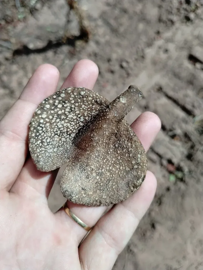 Aspidosperma Pyrifolium