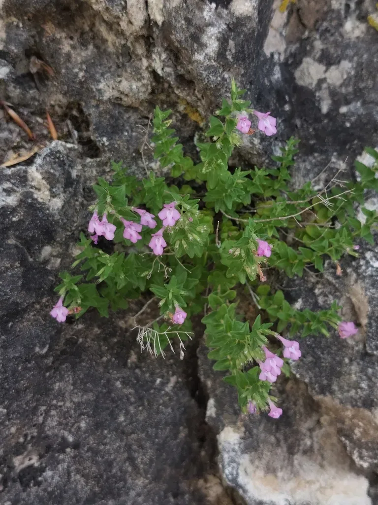 Dinaric Mountain Savory