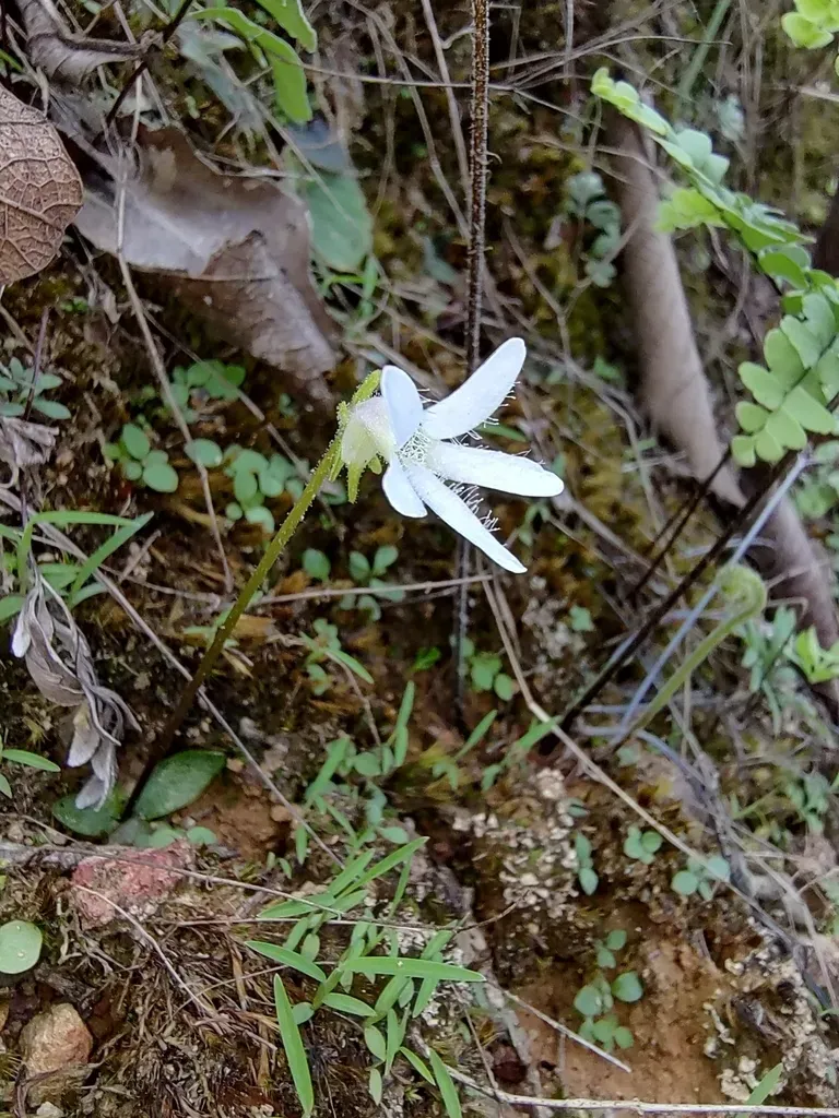 Pinguicula Parvifolia