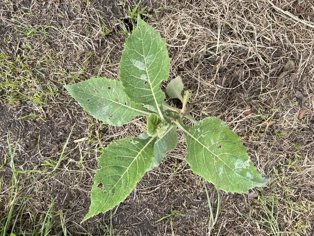 Verbesina Crassiramea