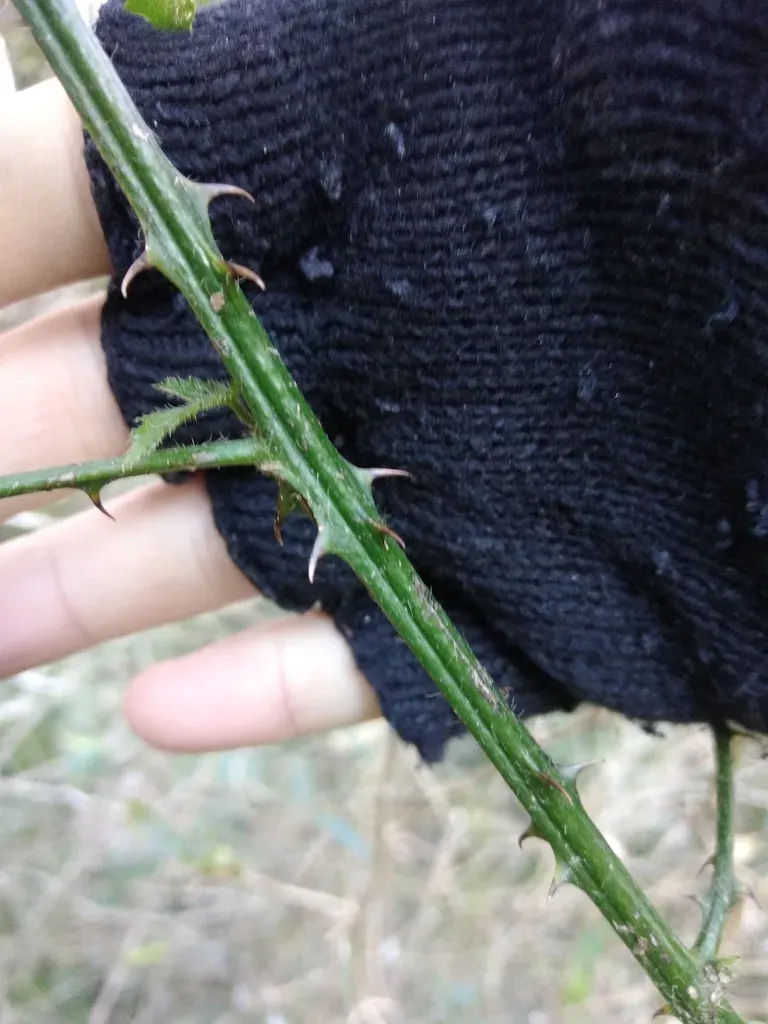 Byttneria Urticifolia