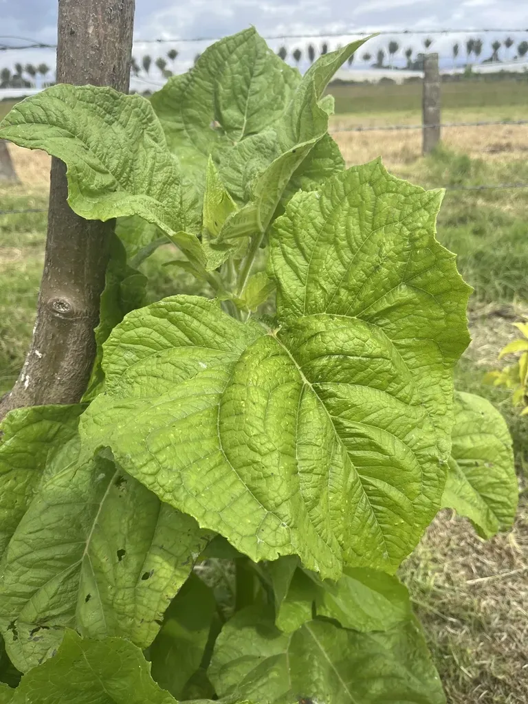 Smallanthus Pyramidalis