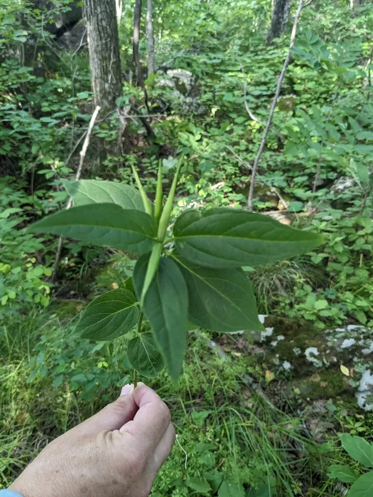 Vincetoxicum Inamoenum