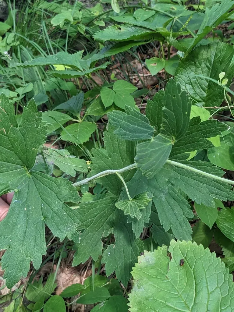 Delphinium Maackianum