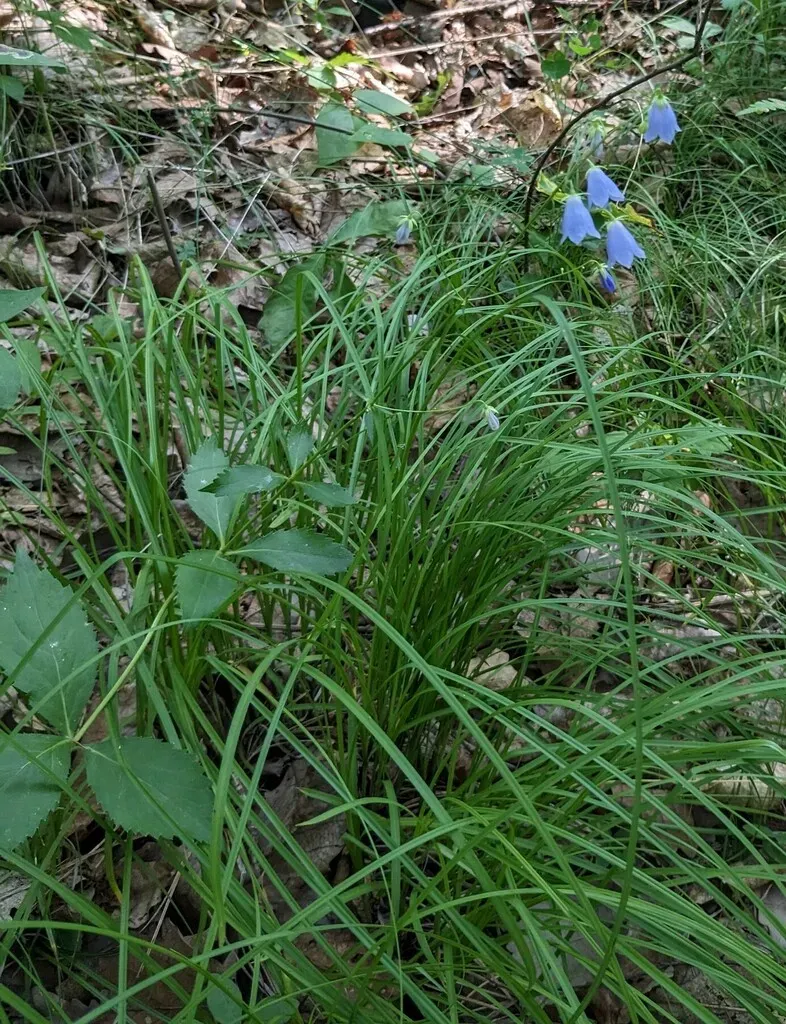 Adenophora Divaricata