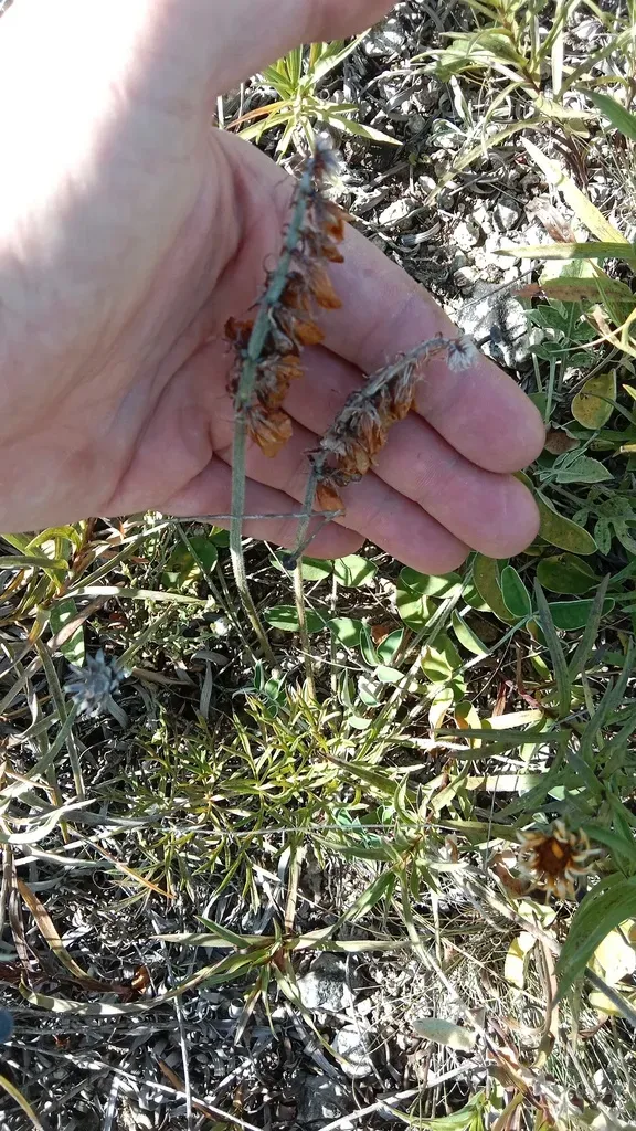 Large-flowered Sweetvetch