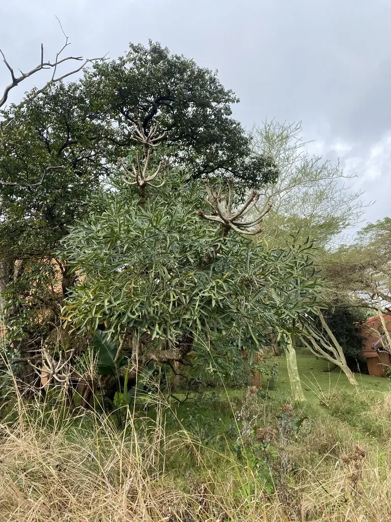 Natal Forest Cabbage Tree