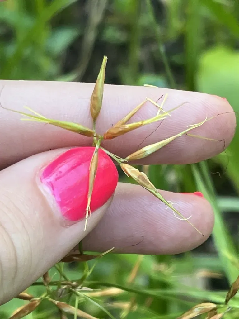 Narrow-fruited Beaksedge