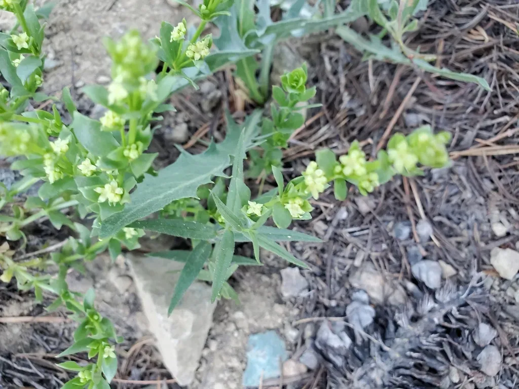 Castle Lake Bedstraw