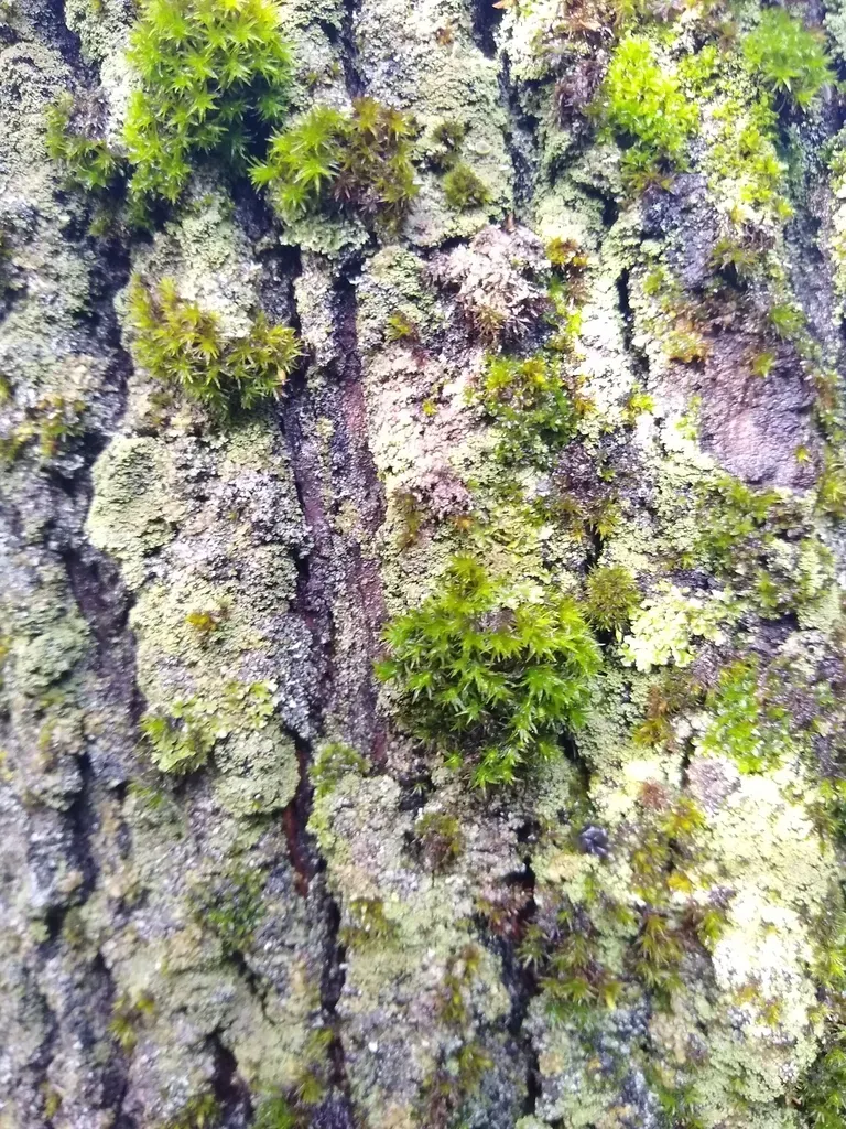 Zygodon Pentastichus