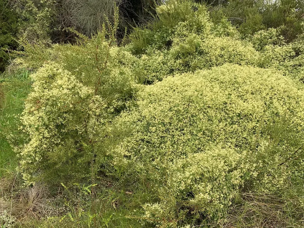 Small-leaved Clematis