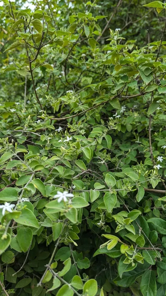 Jasminum Auriculatum