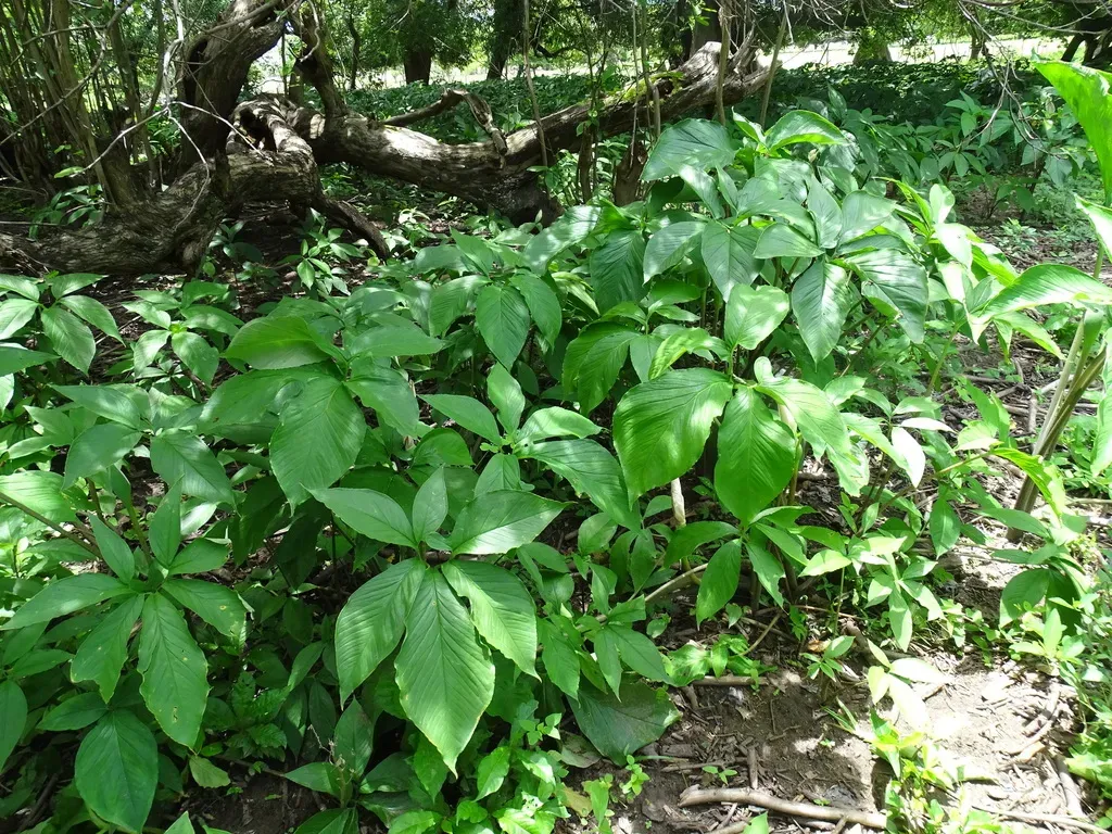 Xanthosoma Wendlandii