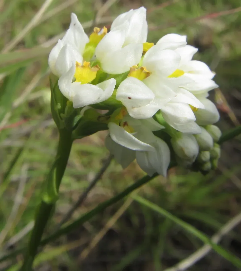 Winding Splitlip Orchid