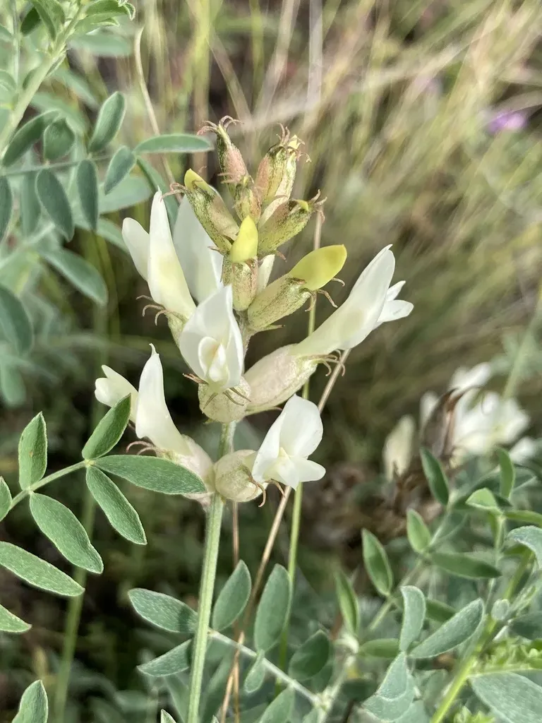 Astragalus Albicaulis