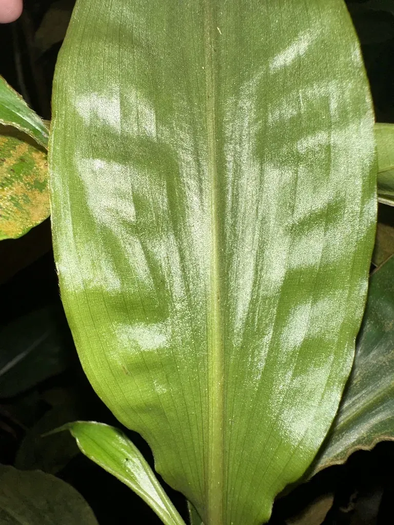 Amischotolype Gracilis