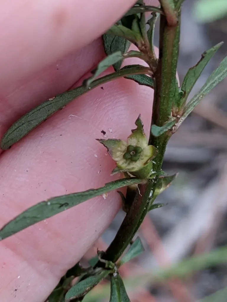 Curtiss' Primrose-willow