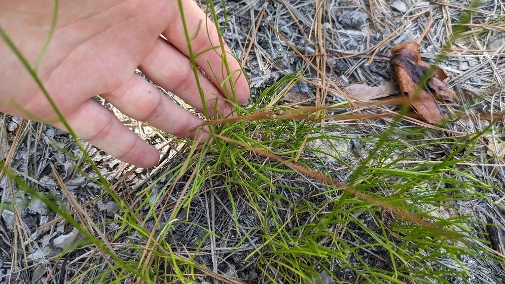 Nuttall's Rayless Goldenrod