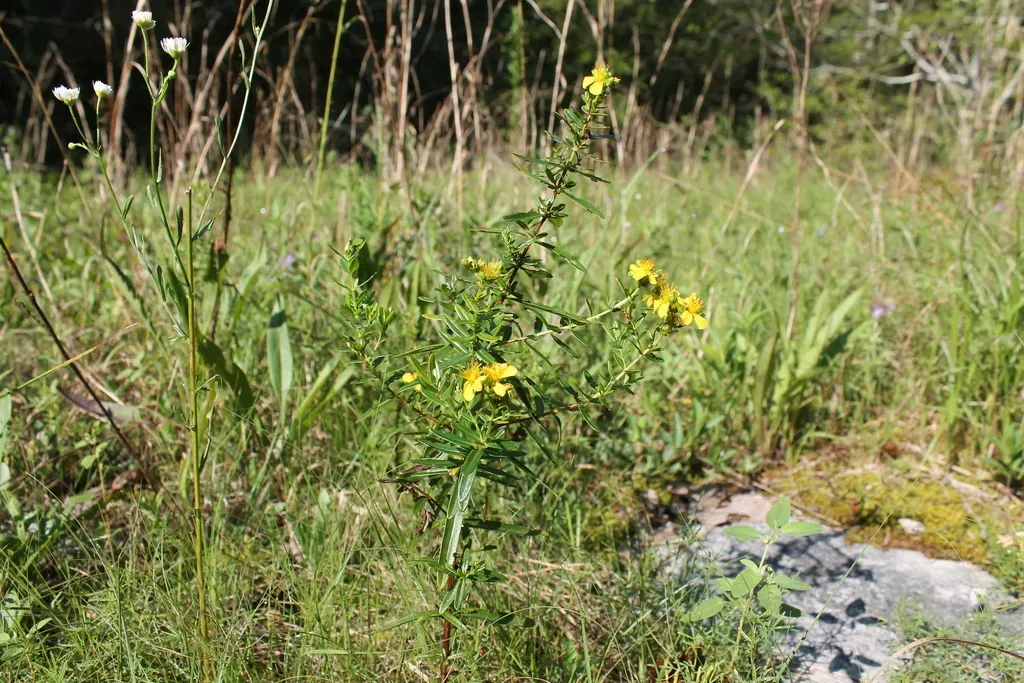 Round-fruited St. John's Wort