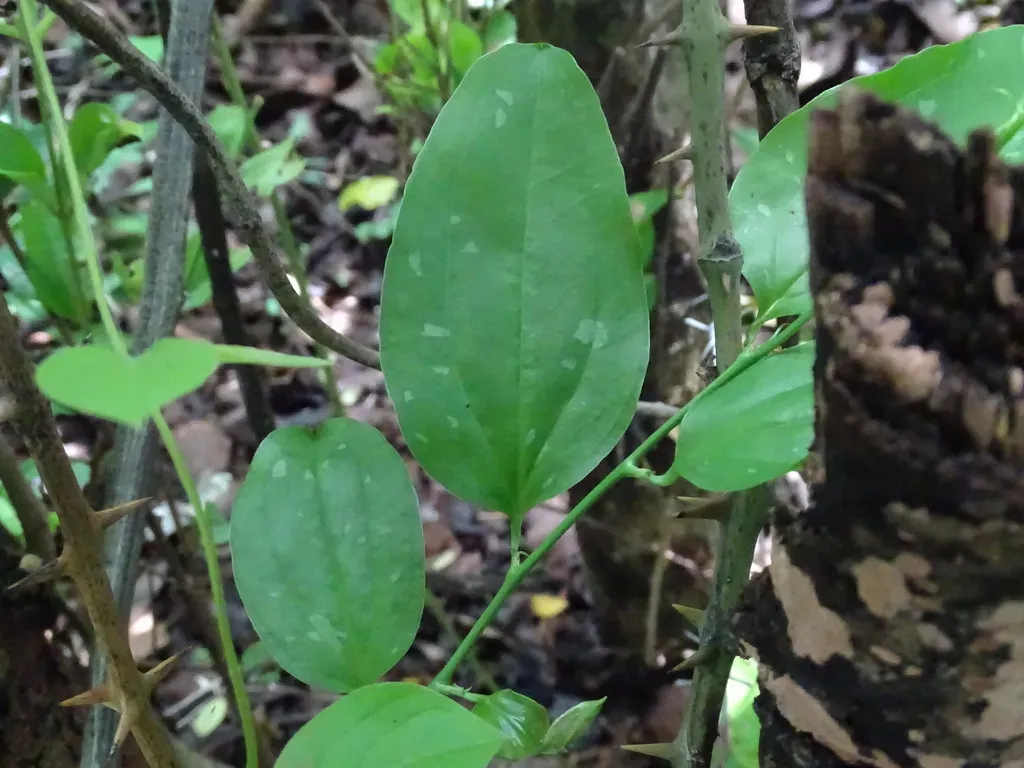 Smilax Spinosa