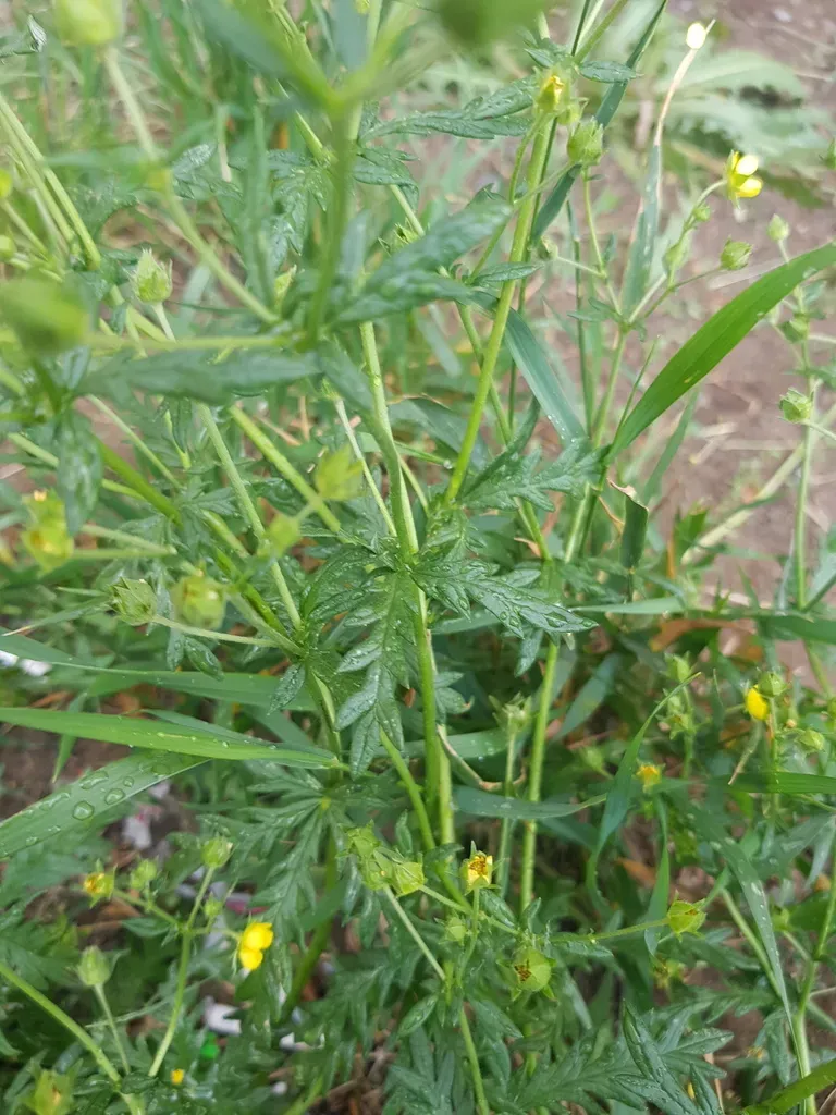 Potentilla Ornithopoda