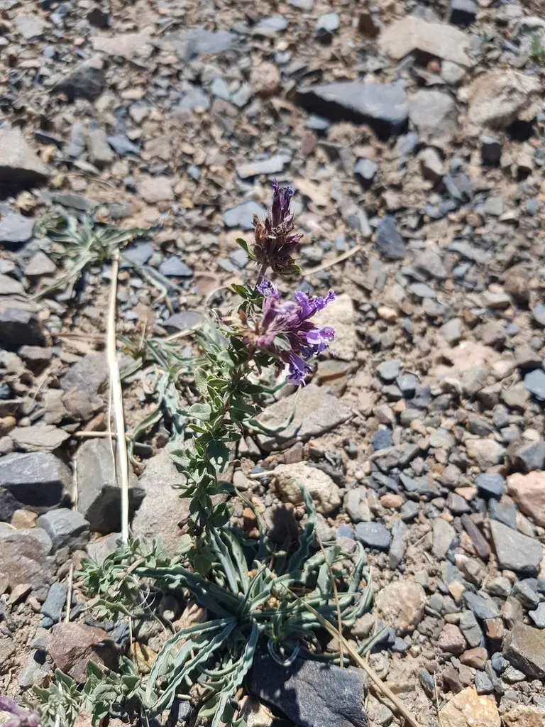 Takhtajaniantha Ikonnikovii