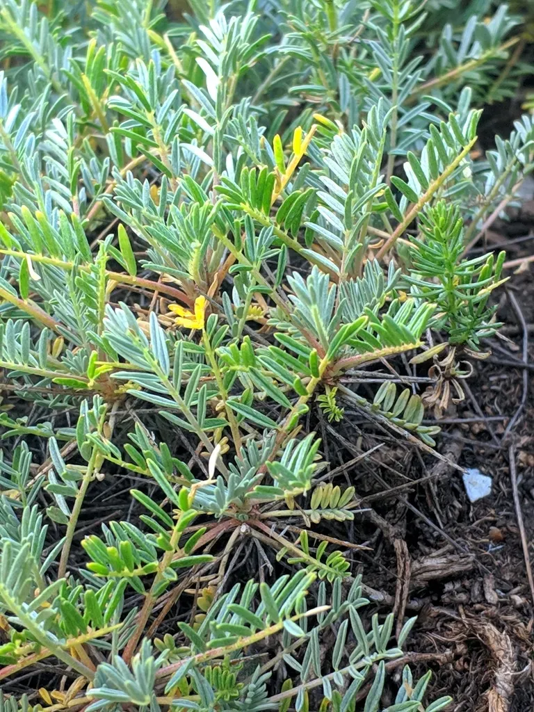 Astragalus Angustifolius