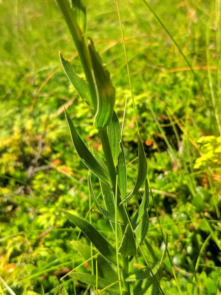 Albanian Lily