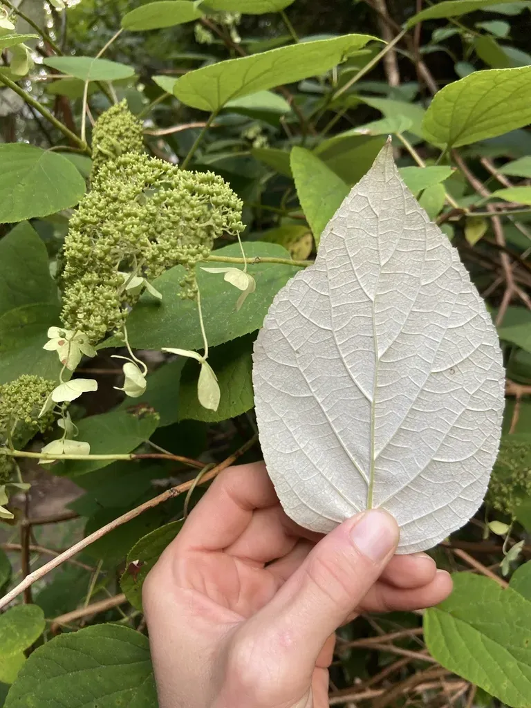 Snowy Hydrangea