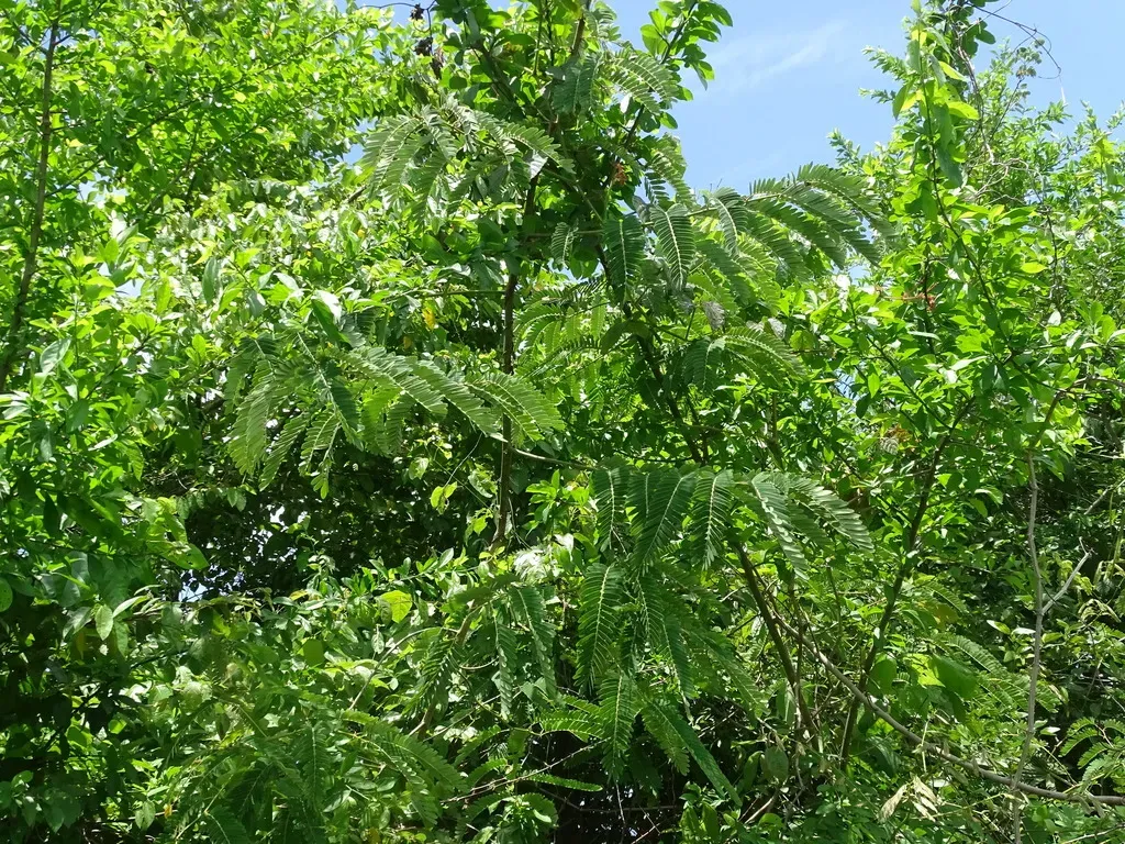 Machaerium Isadelphum