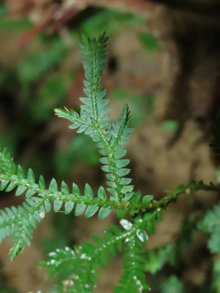 Selaginella Heterostachys
