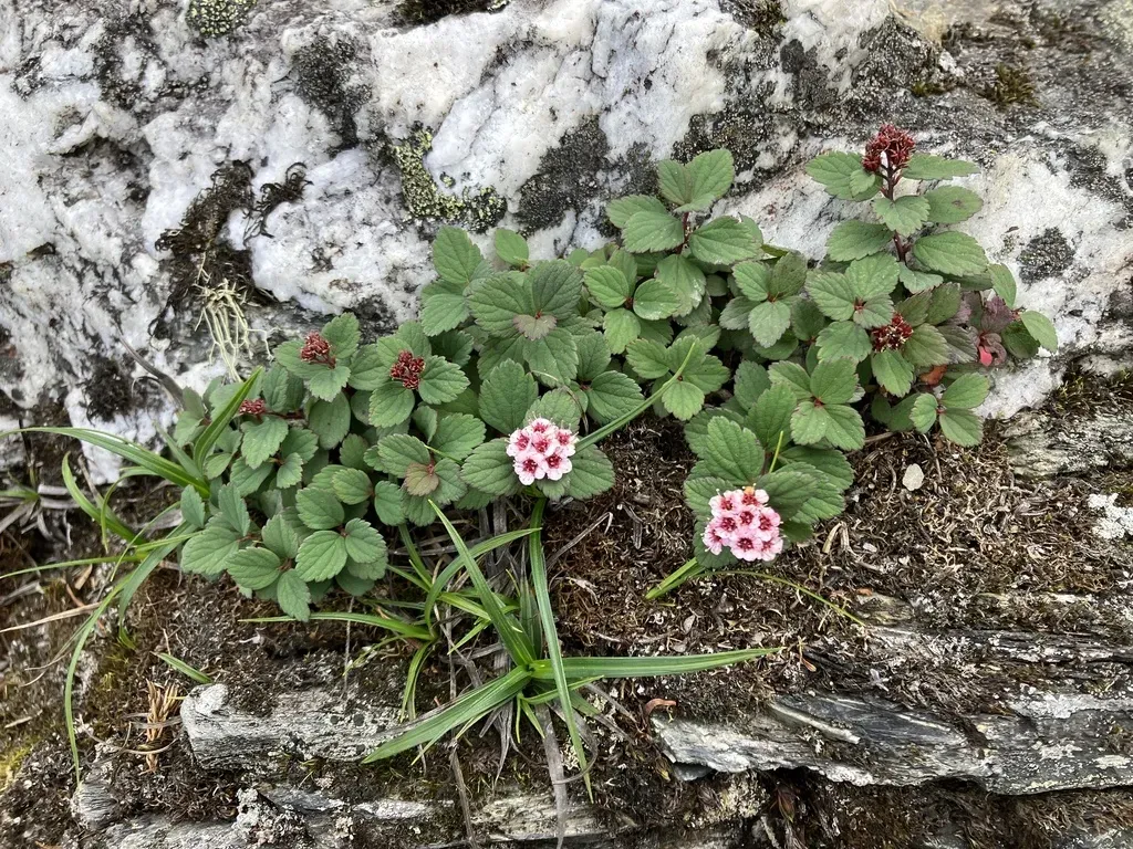 Spiraea Morrisonicola